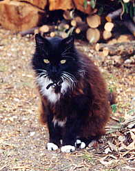 Spats the cat